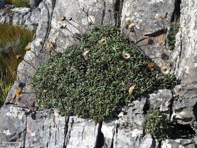 Oldenburgia intermedia, photographed by Chris Vynbos