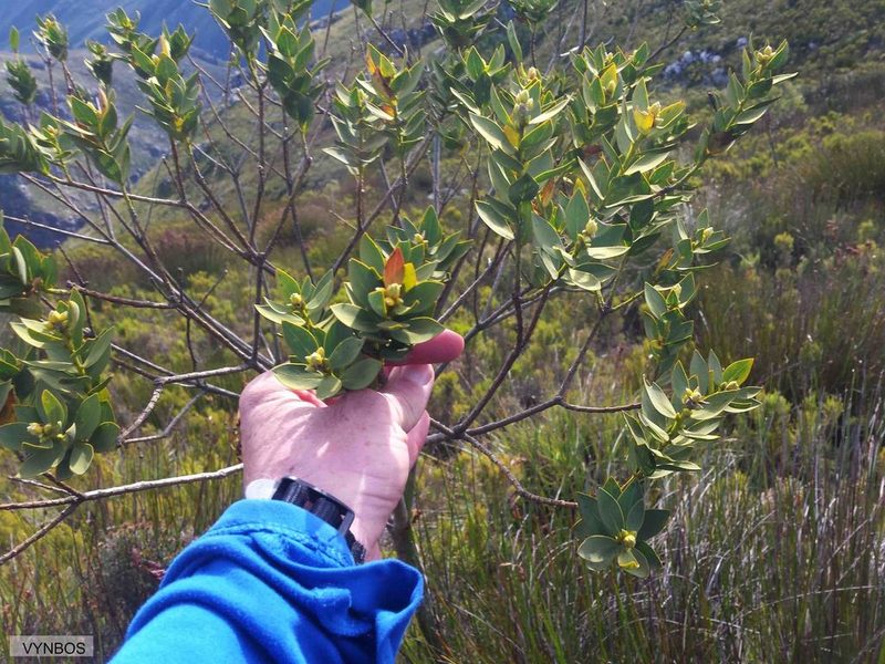 Liparia myrtifolia, photographed by Chris Vynbos