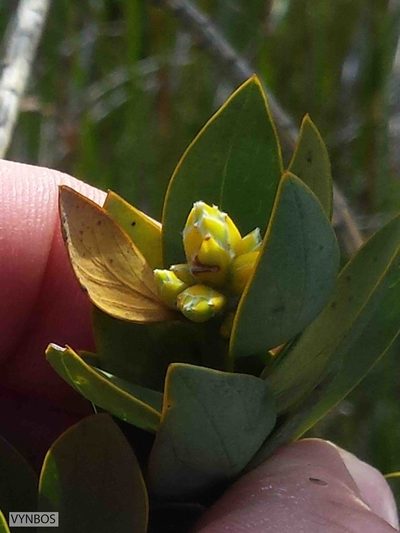 Liparia myrtifolia, photographed by Chris Vynbos