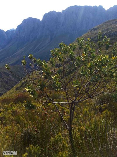 Liparia myrtifolia, photographed by Chris Vynbos