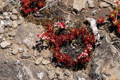 Crassula peploides, photographed by Tony Rebelo