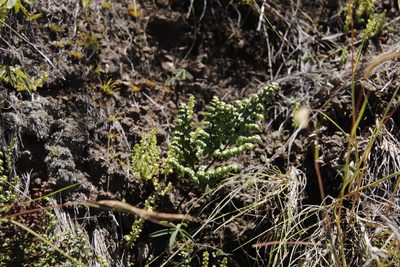 Choristosoria quadripinnata, photographed by Tony Rebelo