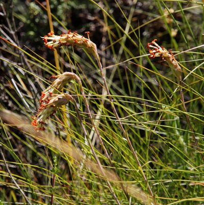 Glumicalyx nutans, photographed by Tony Rebelo