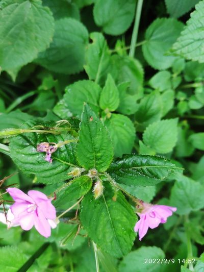 Impatiens sylvicola, photographed by Antoinette Eyssell Knox