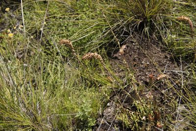 Glumicalyx nutans, photographed by Tony Rebelo