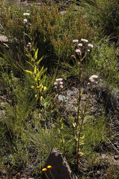 Helichrysum elegantissimum, photographed by Tony Rebelo