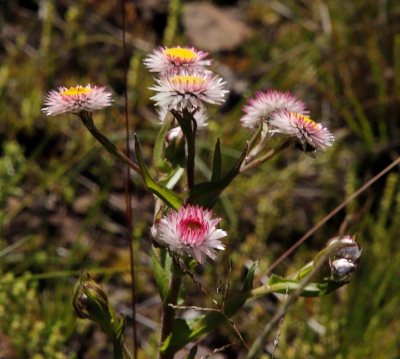 Helichrysum elegantissimum, photographed by Tony Rebelo