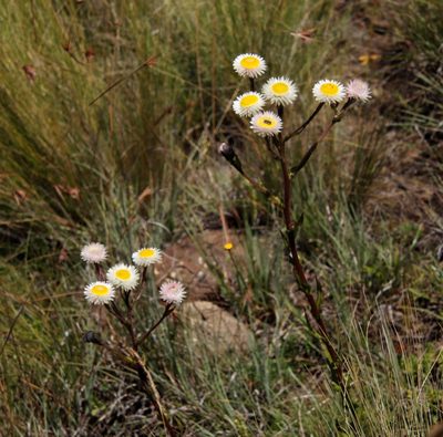 Helichrysum elegantissimum, photographed by Tony Rebelo