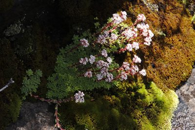 Crassula setulosa, photographed by Tony Rebelo