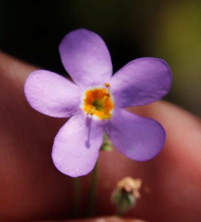 Chaenostoma patrioticum, photographed by Tony Rebelo