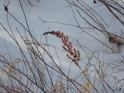 Spiraea tomentosa, photographed by Lynn Harper