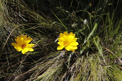 Gazania krebsiana, photographed by Tony Rebelo