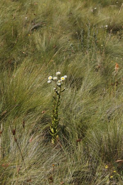 Helichrysum elegantissimum, photographed by Tony Rebelo
