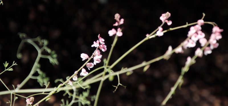 Cysticapnos pruinosa, photographed by Tony Rebelo