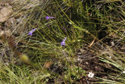 Lobelia preslii, photographed by Tony Rebelo