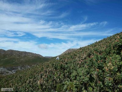 Protea lacticolor, photographed by Chris Vynbos