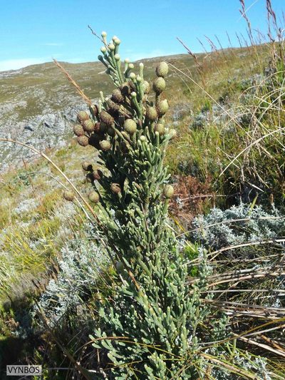 Brunia sphaerocephala, photographed by Chris Vynbos