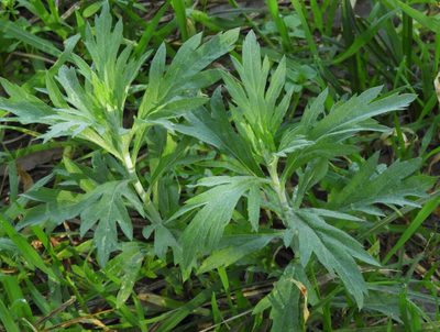 Artemisia douglasiana, photographed by Mary K. Hanson