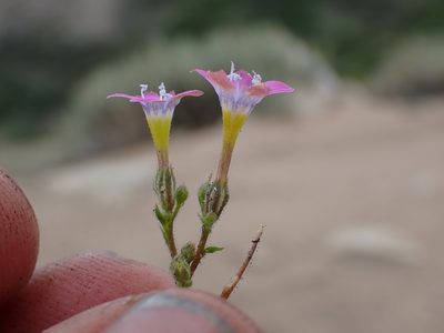 Gilia cana, photographed by Martin Purdy