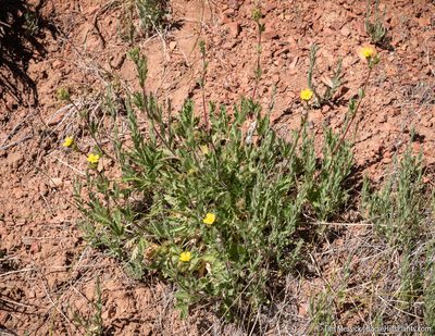 Potentilla gracilis, photographed by Tim Messick