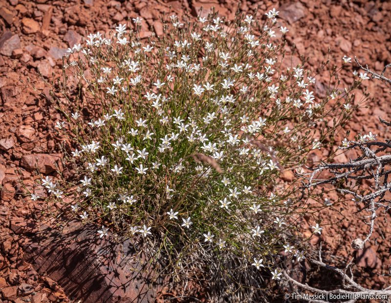 Eremogone kingii, photographed by Tim Messick
