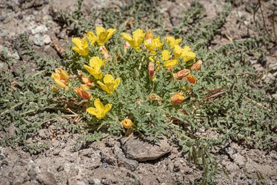 Taraxia tanacetifolia, photographed by Tim Messick