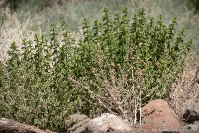 Brickellia microphylla