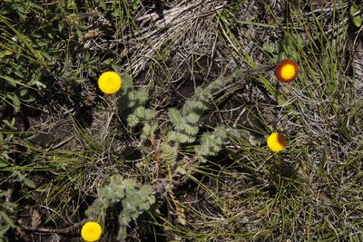 Cotula socialis, photographed by Tony Rebelo