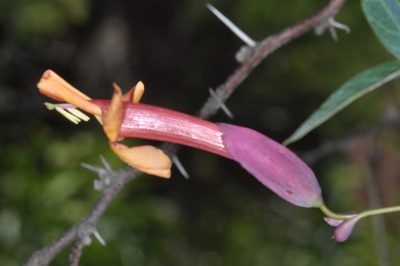 Dolichandra cynanchoides, photographed by aacocucci