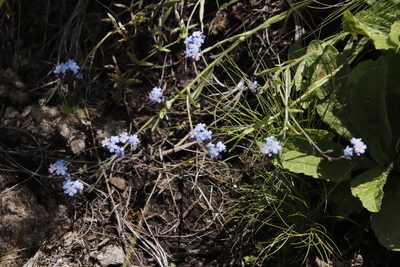Myosotis semiamplexicaulis, photographed by Tony Rebelo