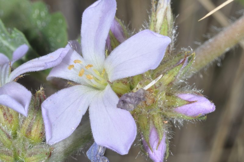 Melochia anomala, photographed by aacocucci