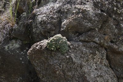 Helichrysum sessilioides, photographed by Tony Rebelo