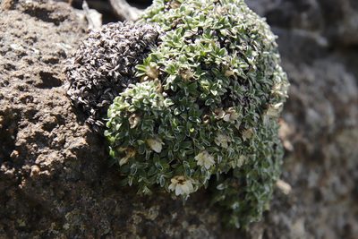 Helichrysum sessilioides, photographed by Tony Rebelo