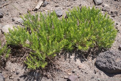 Ericameria bloomeri, photographed by Tim Messick