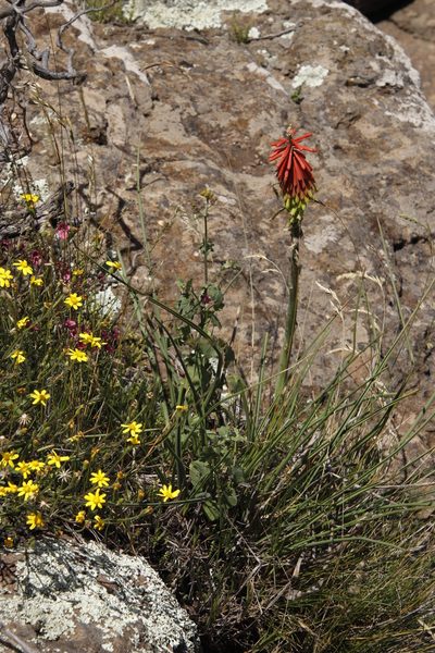 Kniphofia stricta, photographed by Tony Rebelo