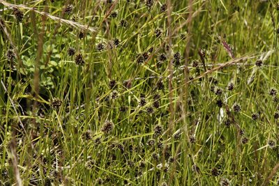 Cyperus bracheilema, photographed by Tony Rebelo