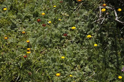 Cotula socialis, photographed by Tony Rebelo