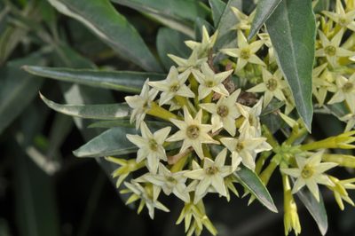 Cestrum parqui, photographed by aacocucci