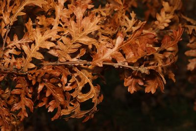 Quercus cerris, photographed by Stephen James McWilliam