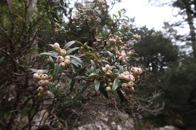 Gaultheria hispida, photographed by Cowirrie