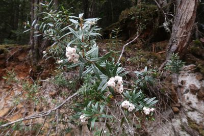 Gaultheria hispida, photographed by Cowirrie