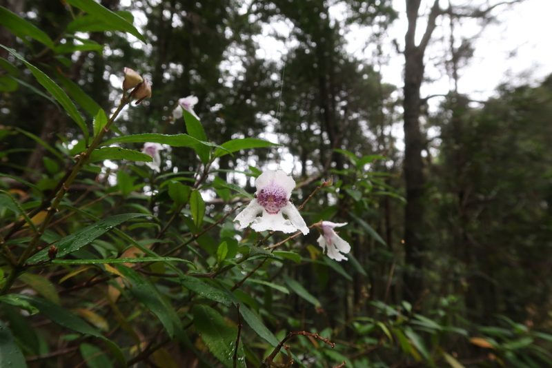 Prostanthera lasianthos, photographed by Cowirrie