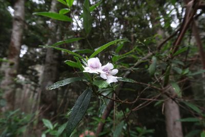 Prostanthera lasianthos, photographed by Cowirrie