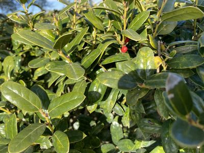 Ilex cornuta, photographed by Jaime González