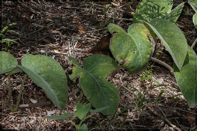 Ipomoea hieronymi, photographed by RAP