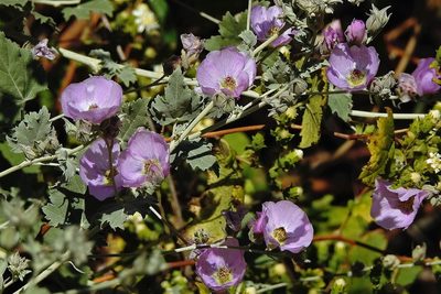 Sphaeralcea brevipes, photographed by Hugo Hulsberg