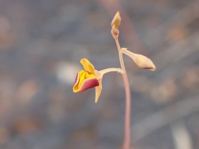 Utricularia odorata, photographed by luluchouette