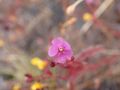 Drosera indica, photographed by luluchouette