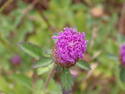 Centratherum punctatum, photographed by luluchouette