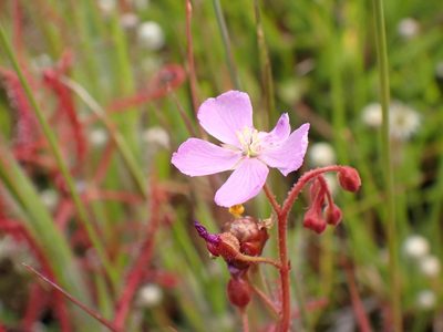 Drosera indica, photographed by luluchouette
